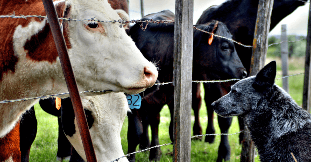 How to Raise a Farm Dog